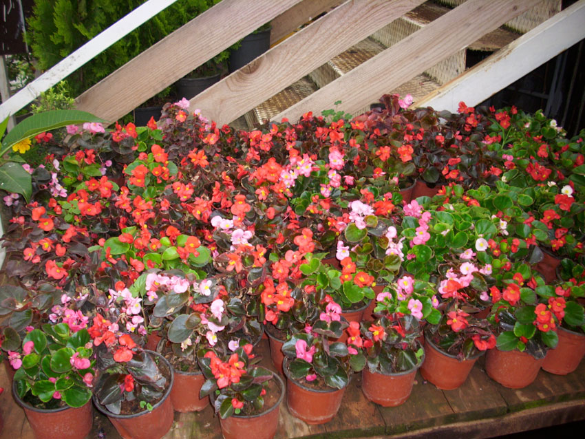 St Elie Flowers lebanon,Florists in lebanon, lebanon florists, flowers in lebanon, lebanon flowers, flower shops in lebanon, lebanon flower shops, send flowers in lebanon, wedding flowers in lebanon, lebanon wedding flowers, wedding bouquets in lebanon, bridal bouquets in lebanon, brdie bouquet in lebanon, roses in lebanon, tulips in lebanon, flower arrangements in lebanon, baby flower arrangement in lebanon, new born flower arrangements in lebanon, flower gifts in lebanon, birthday flower arrangement in lebanon, valantines roses in lebanon, valentines flower arrangements in lebanon, valentine gifts in lebanon, flower shop in lebanon,plants nursery in lebanon, landscaping in lebanon, Nursry plants, flowers, landscaping, wedding flowers, bouquets for all occasions, valentines roses, mothers day roses, newly born baby flowers, plants in pots, plants for the garden, money tree, bonsai tree